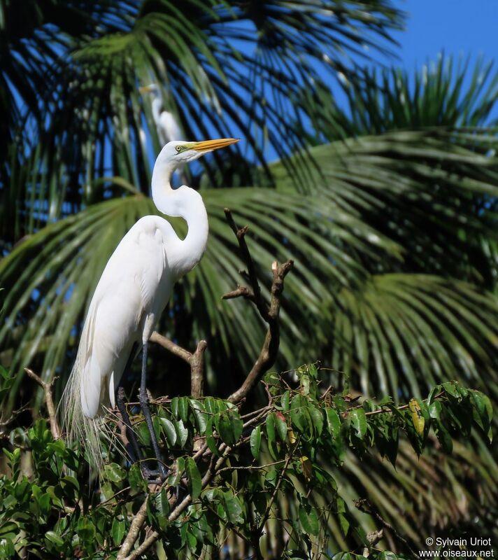 Great Egretadult