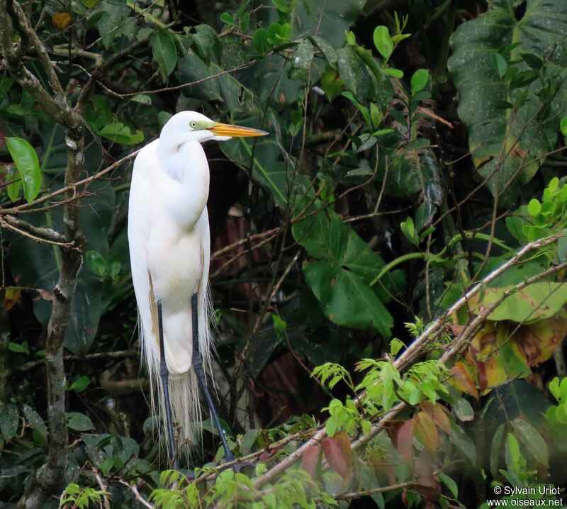 Great Egretadult