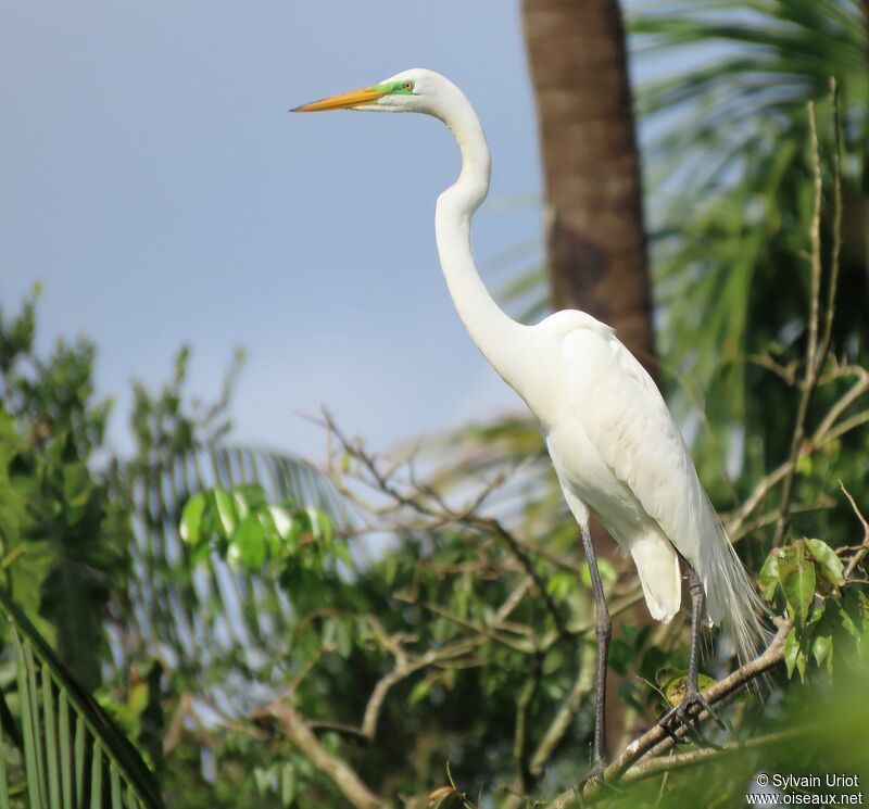 Great Egretadult