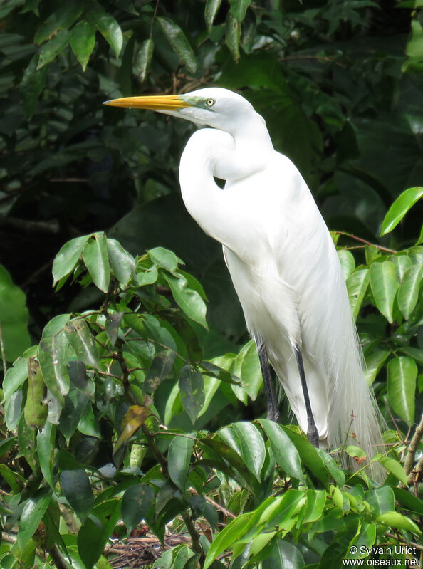 Great Egretadult breeding