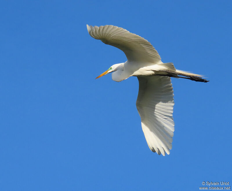 Great Egretadult