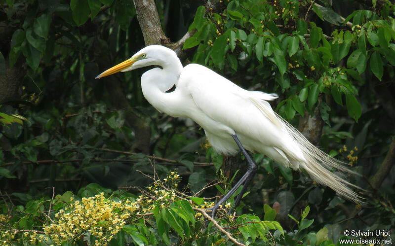 Great Egretadult breeding