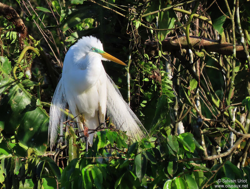 Great Egretadult