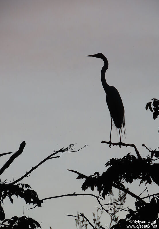 Great Egretadult