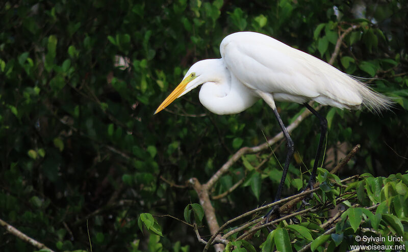 Great Egretadult