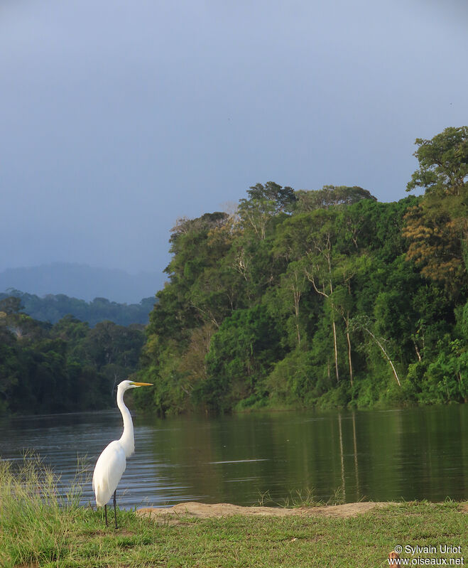 Great Egretadult post breeding