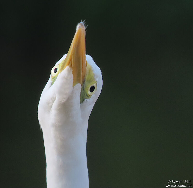 Great Egretadult post breeding