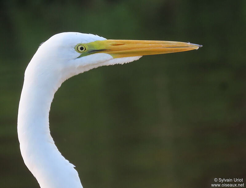 Great Egretadult post breeding