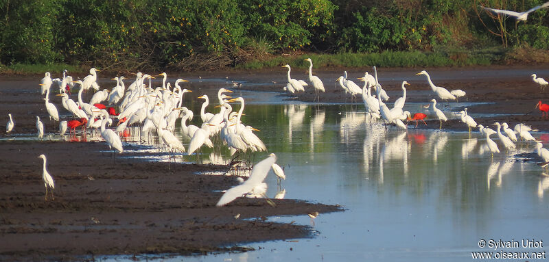 Great Egretadult