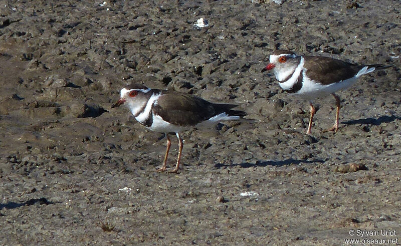 Three-banded Plover