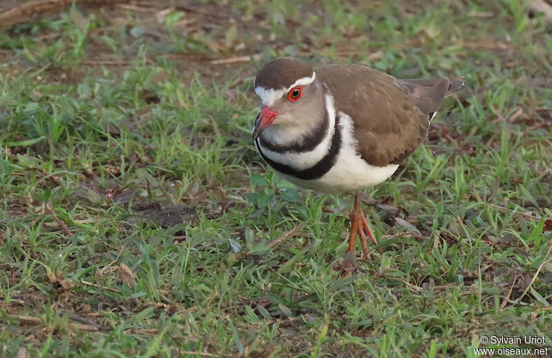 Three-banded Ploveradult