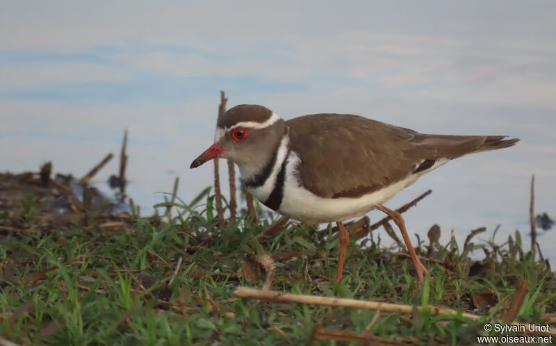 Three-banded Ploveradult