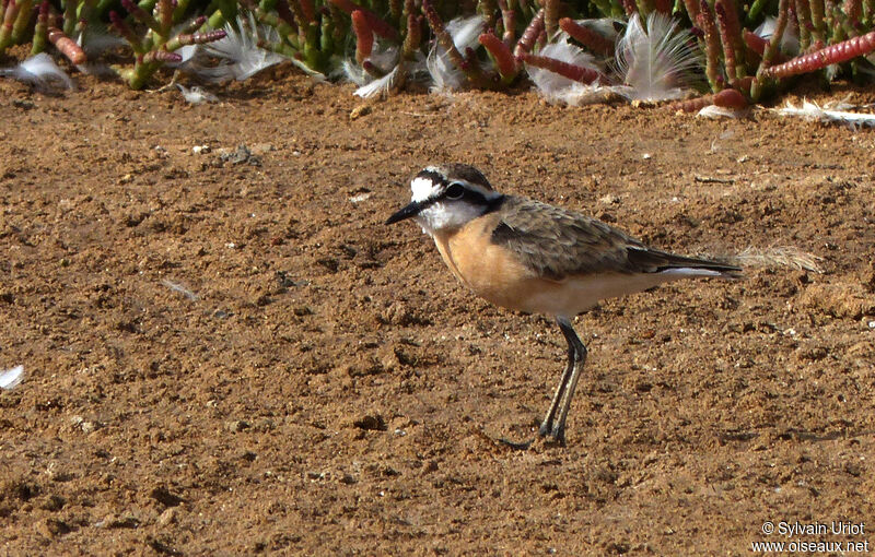 Kittlitz's Ploveradult breeding