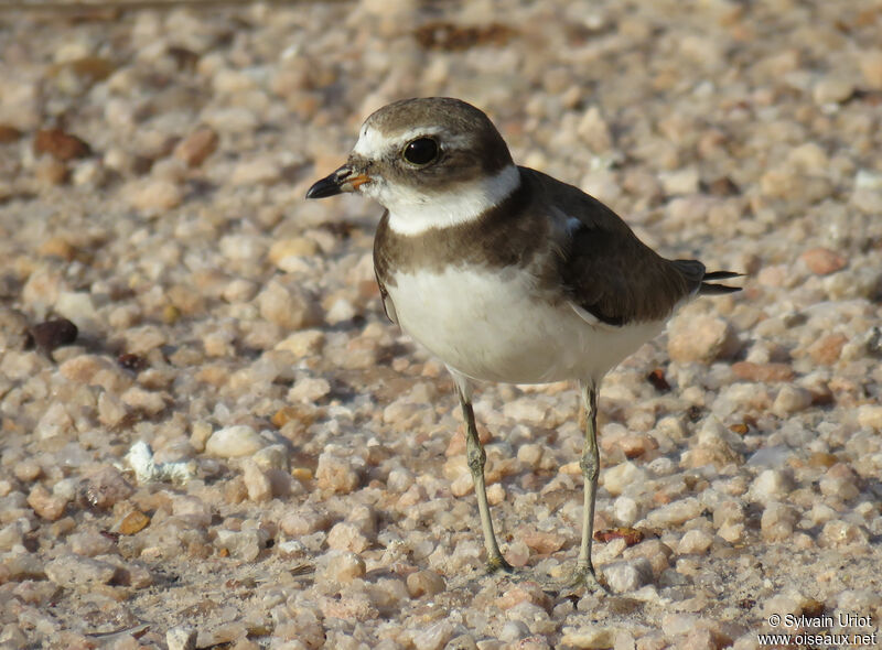 Semipalmated Ploveradult post breeding