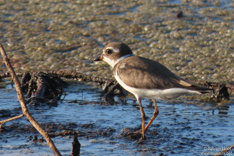 Semipalmated Ploveradult