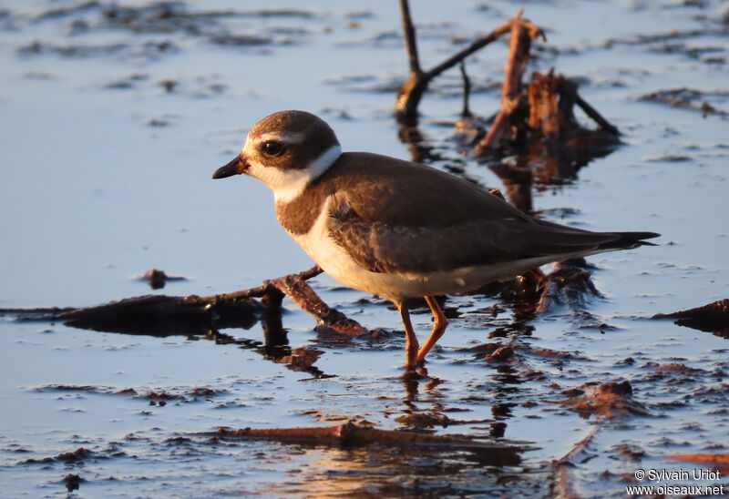 Semipalmated Ploverjuvenile