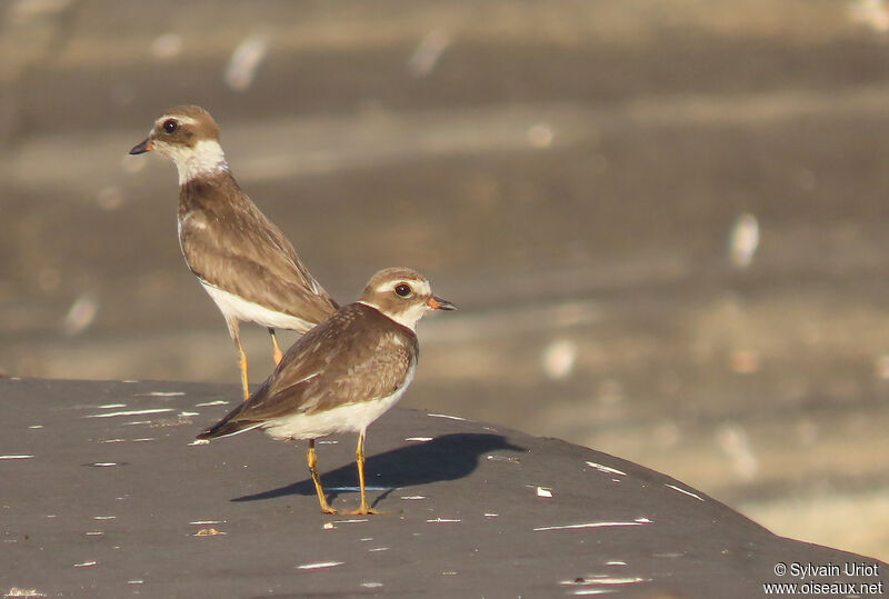 Semipalmated Ploveradult post breeding