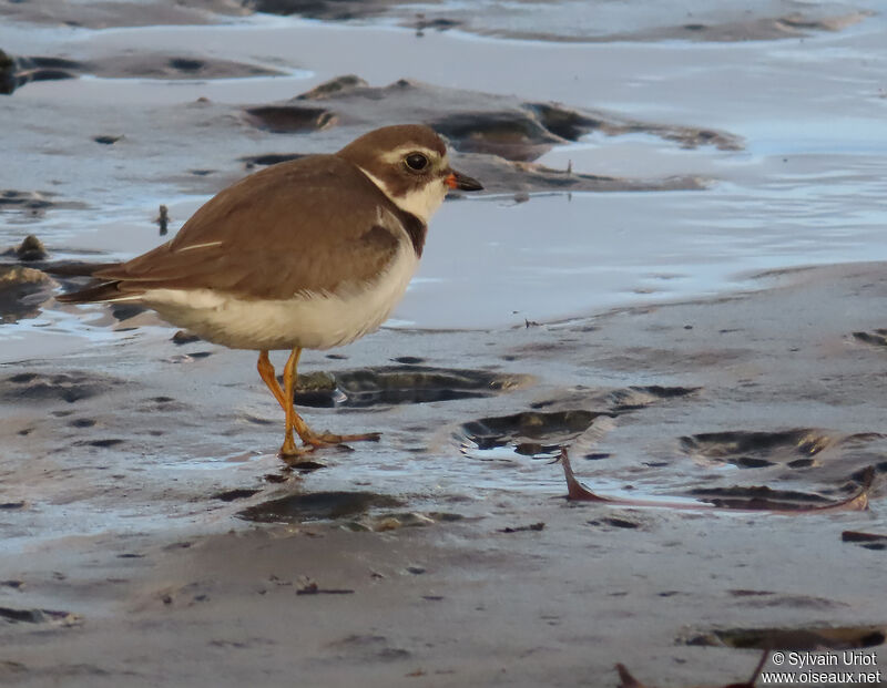 Semipalmated Ploveradult post breeding