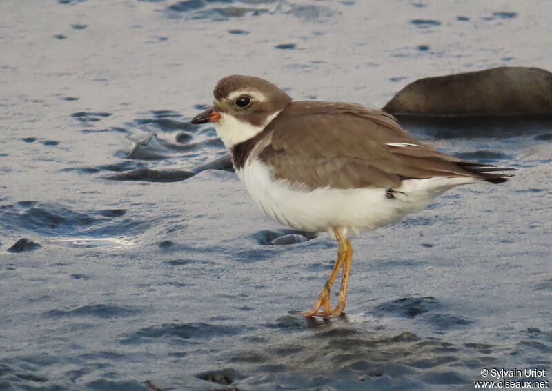 Semipalmated Ploveradult post breeding