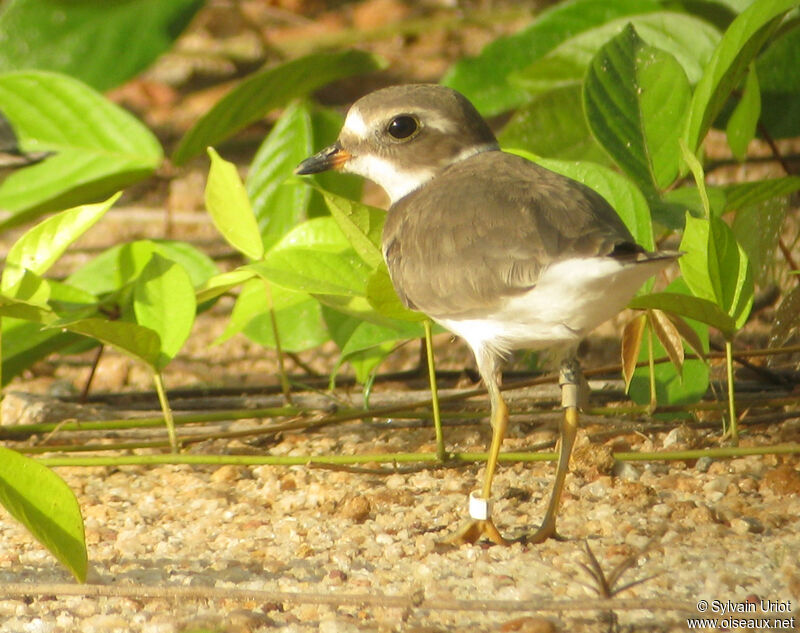 Semipalmated Plover