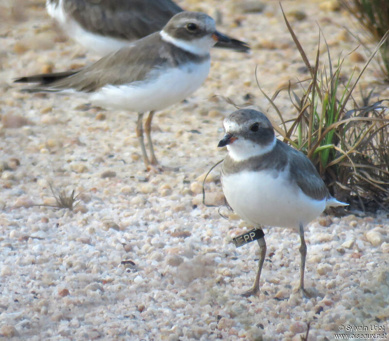 Semipalmated Ploveradult post breeding