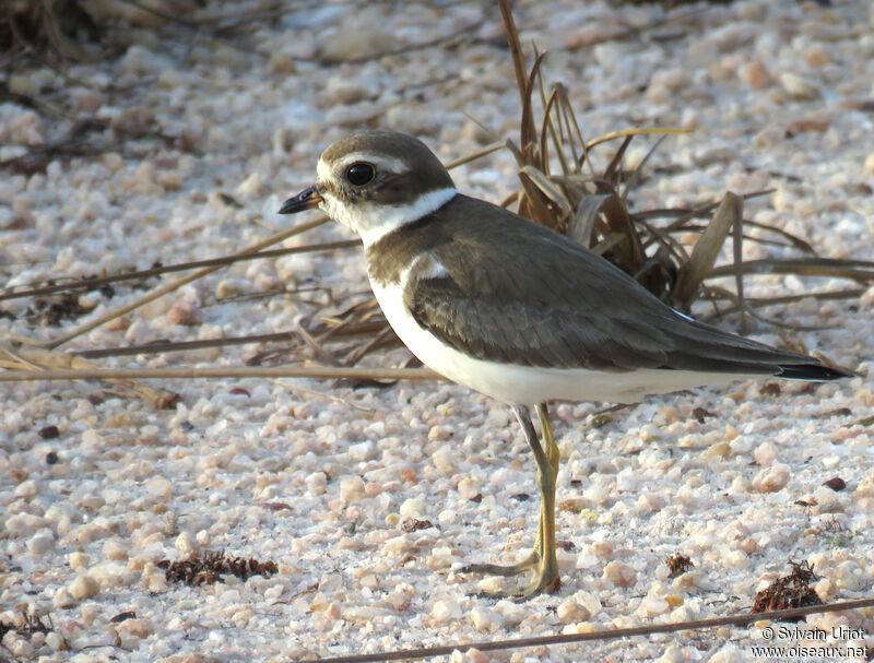 Semipalmated Ploveradult post breeding