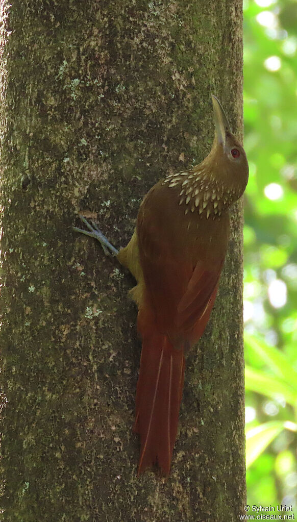 Grimpar à collieradulte