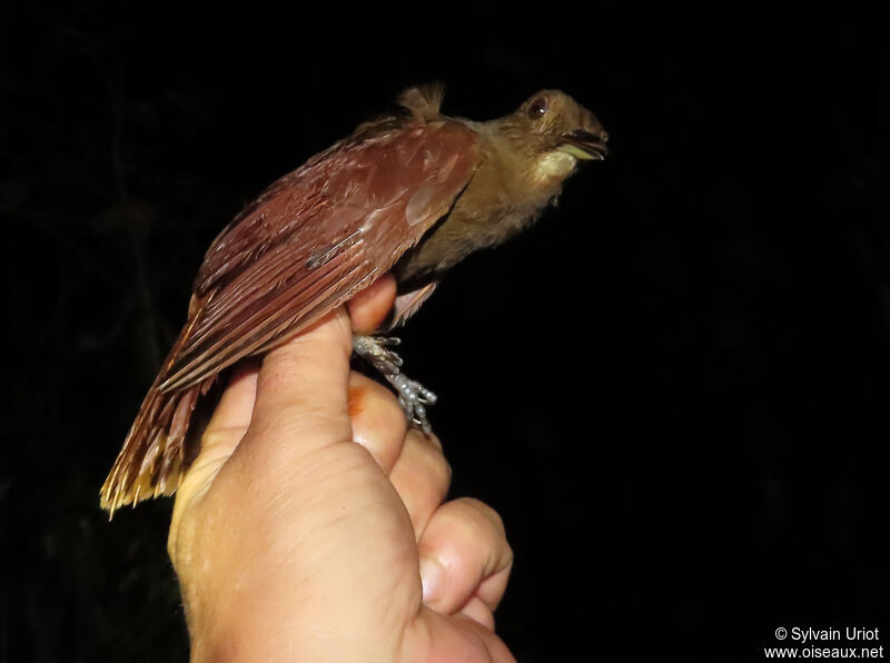 White-chinned Woodcreeperadult