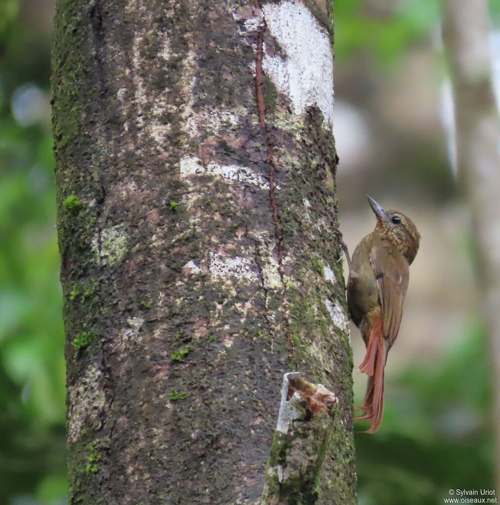 Grimpar bec-en-coinadulte
