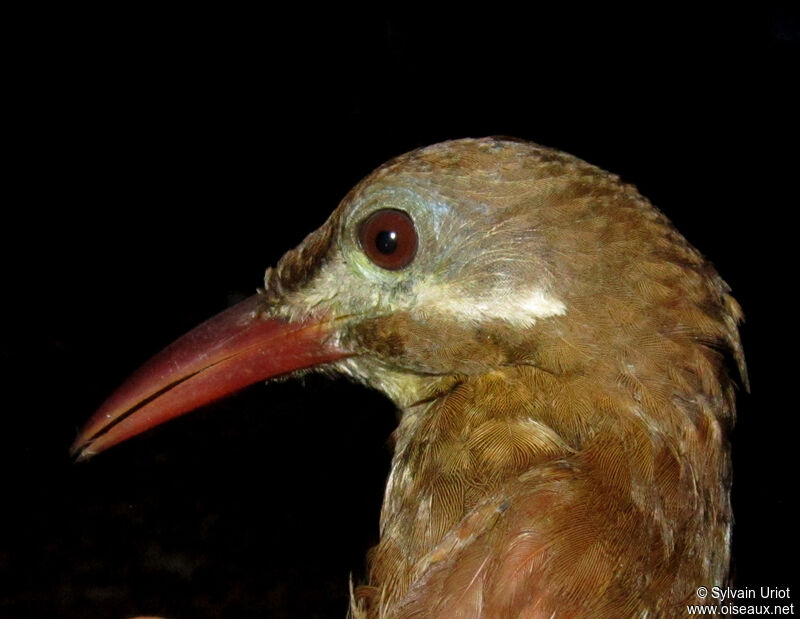 Red-billed Woodcreeperadult