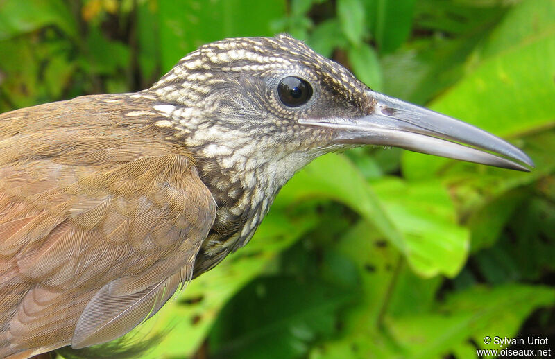 Buff-throated Woodcreeper