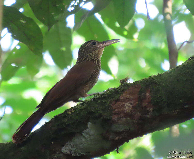 Buff-throated Woodcreeperadult