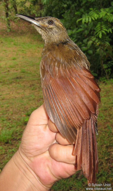 Plain-brown Woodcreeper