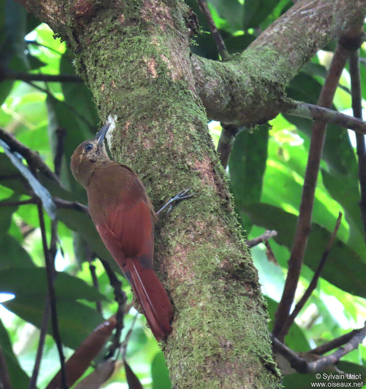 Plain-brown Woodcreeperadult