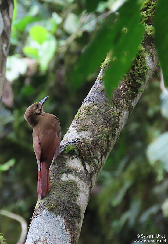 Plain-brown Woodcreeper