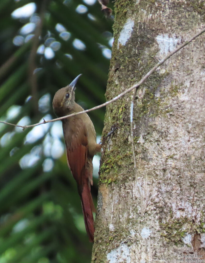 Grimpar enfuméadulte
