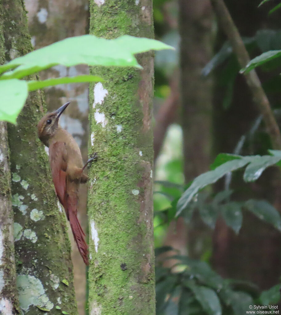 Grimpar enfuméadulte