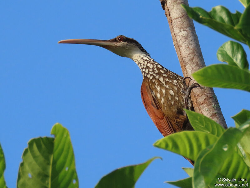 Long-billed Woodcreeperadult