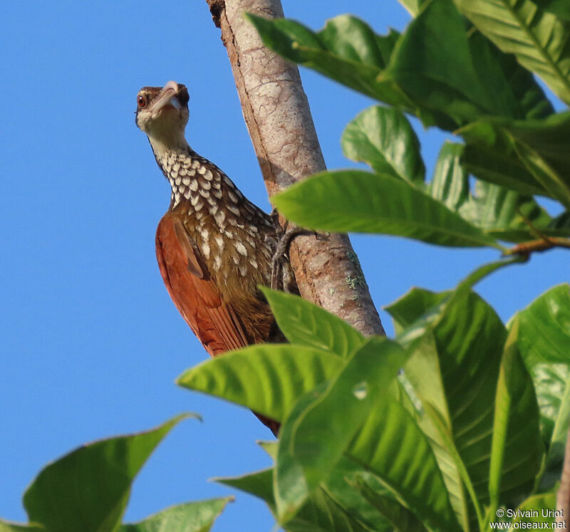 Long-billed Woodcreeperadult