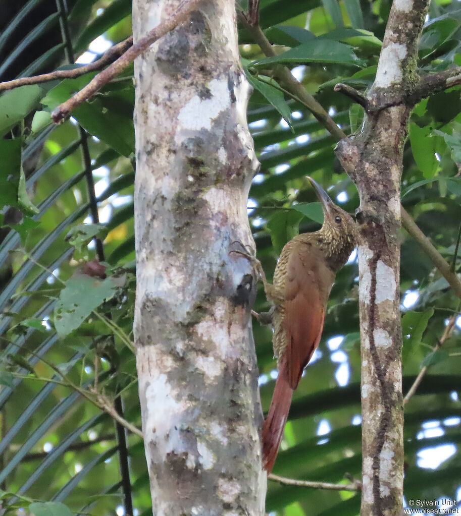 Grimpar variéadulte