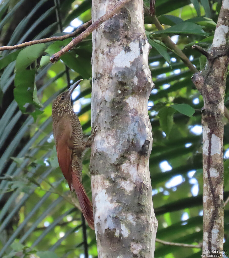 Grimpar variéadulte