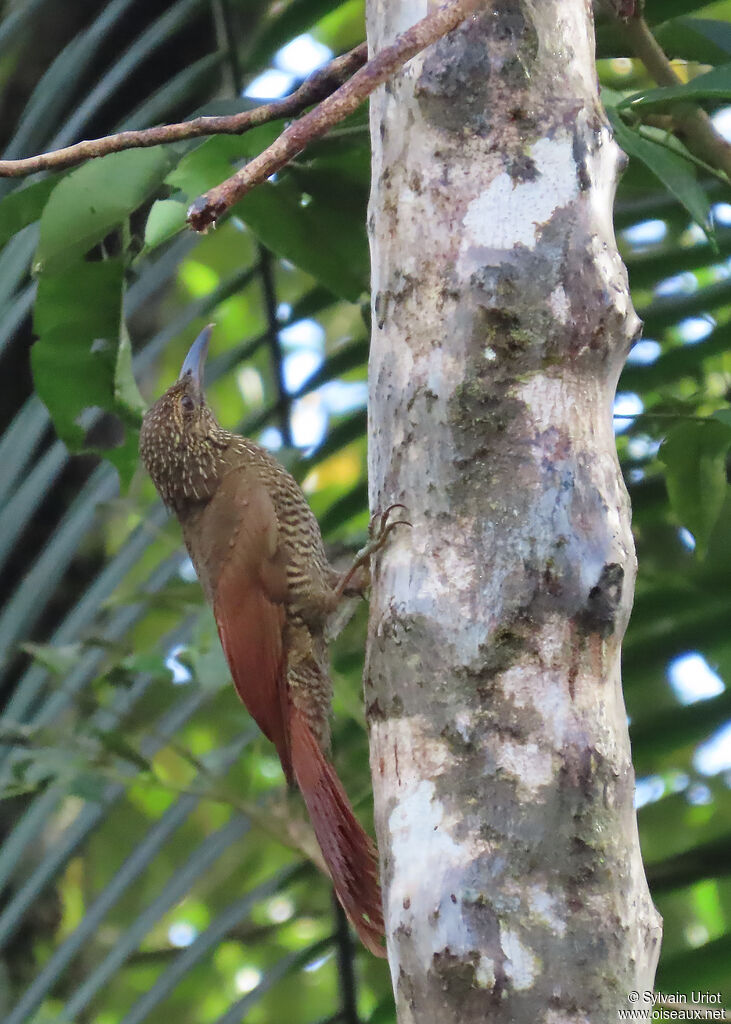 Grimpar variéadulte