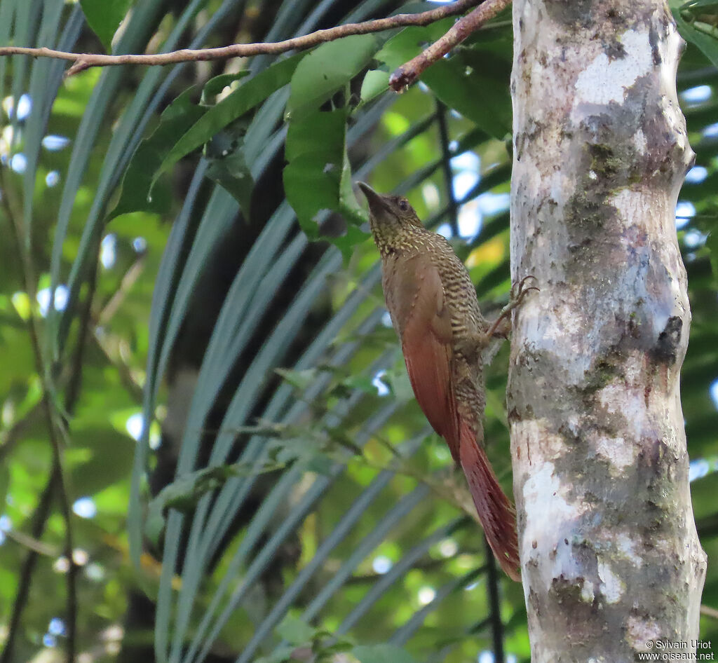 Grimpar variéadulte