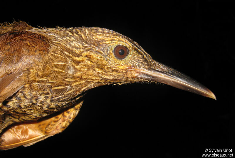 Black-banded Woodcreeper