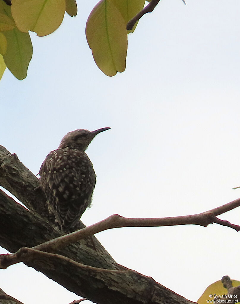 African Spotted Creeperadult