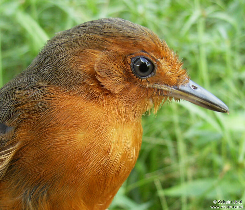 Blackish Antbird female adult