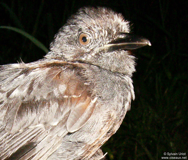 Blackish Antbird male adult