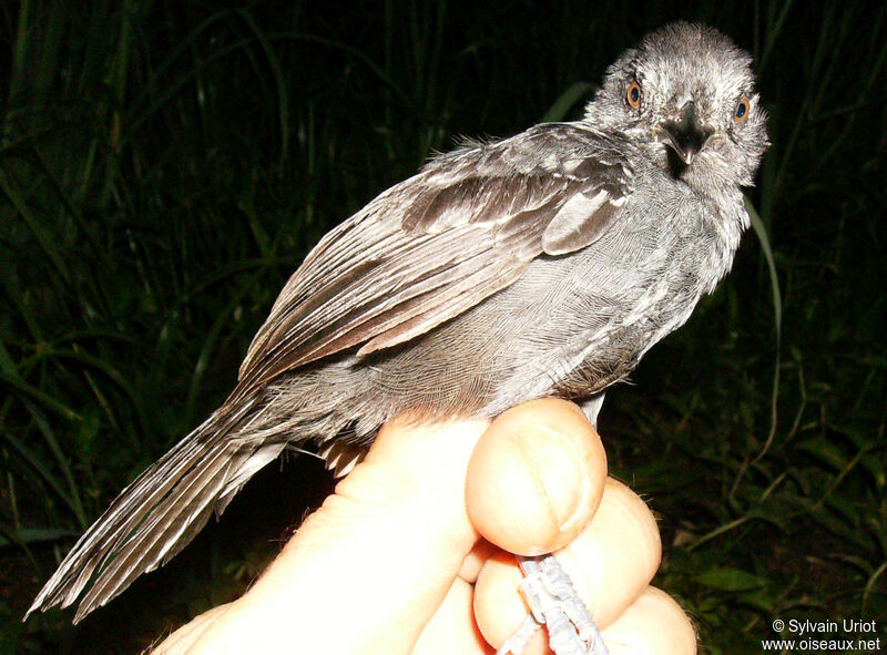 Blackish Antbird male adult