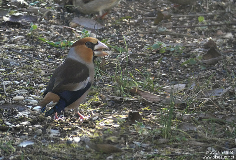 Hawfinch male adult