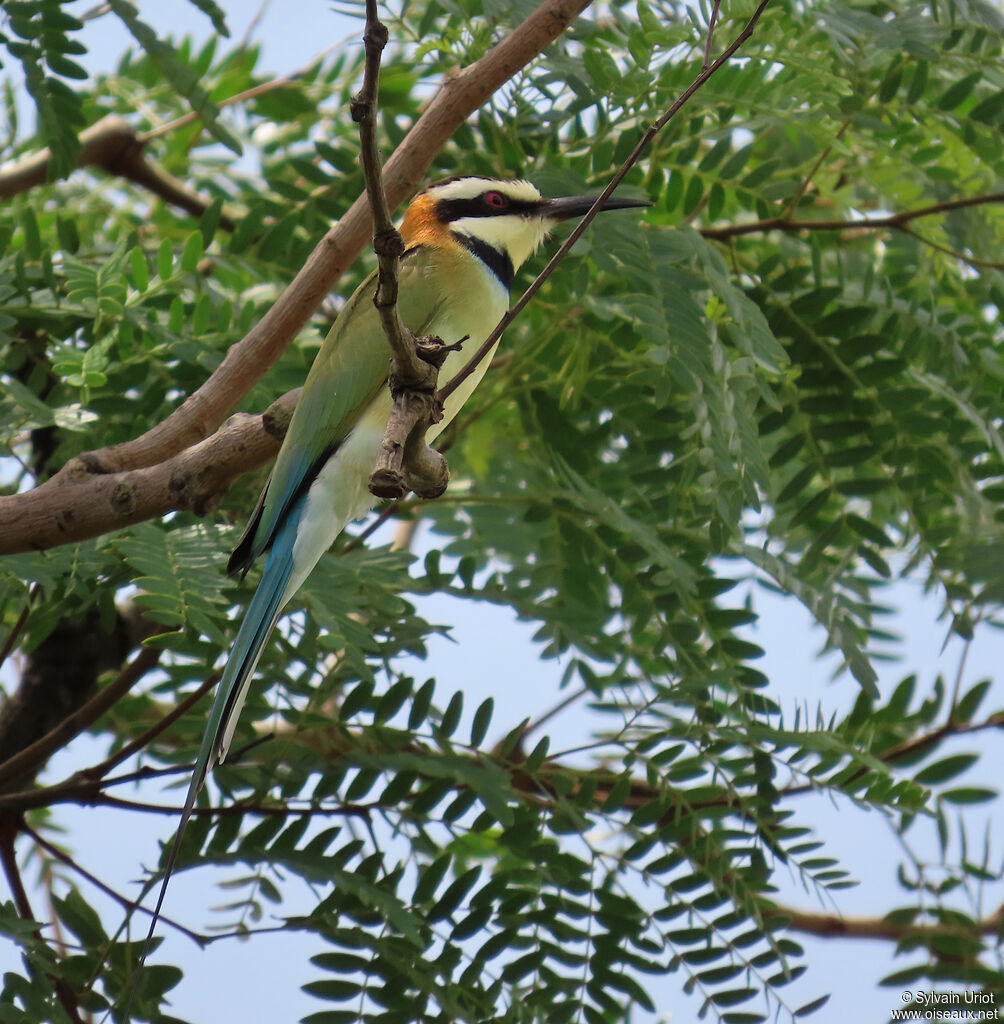 White-throated Bee-eateradult